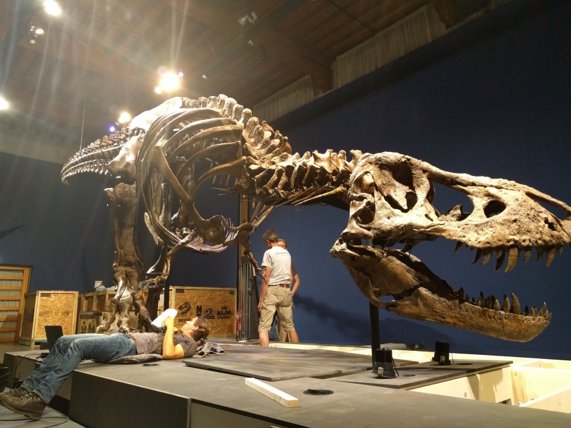 Tyrannosaurus Rex, Trix, at Naturalis museum in Leiden wit…
