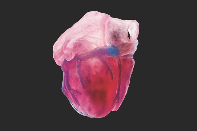 3D printed heart model